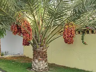 نخلة في الراشدية بدبي، الإمارات العربية المتحدة 2007م