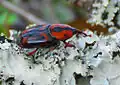 رينوتشوفوروس كروينتاتوس (Rhynchophorus cruentatus)
