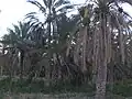 بستان من نخيل بواحة قبلي بالجنوب التونسي، الفطيمي في الوسط