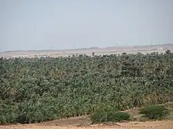 مزارع النخيل في الشمالية