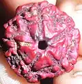 Panchamukhi Rudraksha