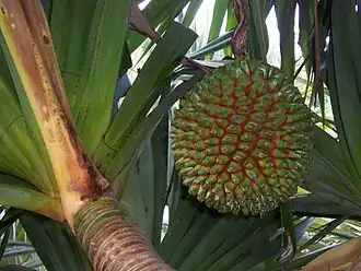 فاكهة الPandanus utilis