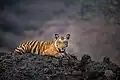 صورة لببر سنة 2017