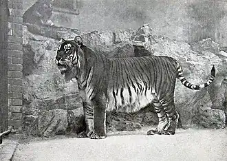 ببر قزوينيّ في حديقة حيوان برلين عام 1899
