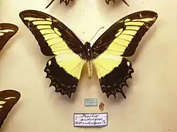 ذكر طبيعي من Papilio androgeus