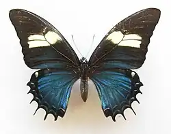 أنثى طبيعية من Papilio androgeus