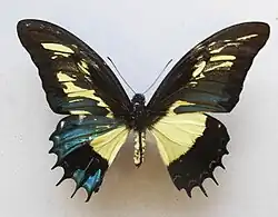 فراشة Papilio androgeus مزدوج الصفات الجنسية بنمط فسيفسائي