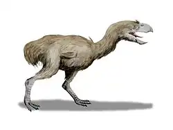 بارافيسونيس(كركياتمن الميوسيني)