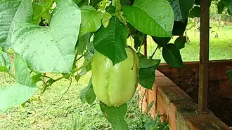 P.&nbsp;platyloba fruit , often confused with P.&nbsp;quadrangularis