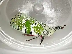 Paropioxys jucundus يوريبرا شيداي