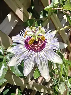 باسيفلورا كيروليا (Passiflora caerulea)