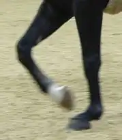 Shock absorption of the pastern joint