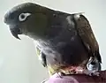 باتاغونيا كنيور
