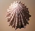 بطلينوس صدئة