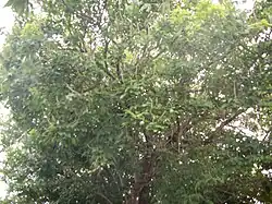 كراتيفة السياج