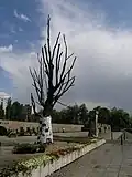 شجرة تذكارية
