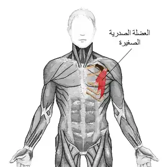 The عضلة صدرية صغيرة is used as a landmark for dividing the axillary artery into three parts.