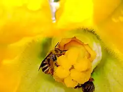 يعتبر نحل القرع (Apidae) من الملقحات المهمة للقرع والخيار.