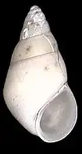 هيدروبيا الوديان