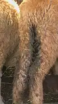 إسهال