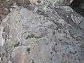 نقوش في جزر الكناري