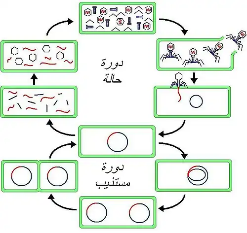 تعليق