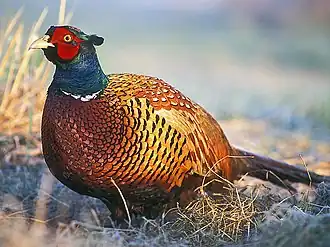 Common Pheasant