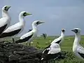 1=المنطقة المحمية في جزر فينيكس