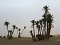 نخيل في مرزوقة بالمغرب 1
