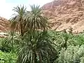 نخيل في المغرب