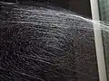 شبكة عنكبوت الأقباء طويل الجسد