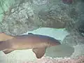 Nurse shark in an aquarium