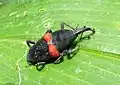فيلريتروروس سانغوينولينتوس (Phyllerythrurus sanguinolentus)