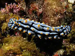 حيوان Phyllidia varicosa (من عاريات الخيشوم)، تظهر لديها الحديبات بشكل واضح