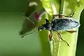 فيلوبيس غلاوسوس (Phyllobius glaucus)