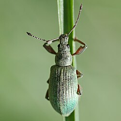 فيلوبيس كالكاراتوس (Phyllobius calcaratus)