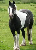 فرس أسود وأبيض