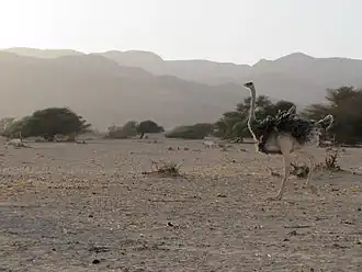 نعامة شمال إفريقيا
