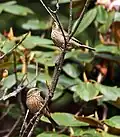 Females at 10,000&nbsp;ft. in Kullu - Manali District of Himachal Pradesh, India