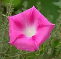 زهرة مجد الصباح وردية بالكامل (Ipomoea carnea)