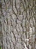 Bark of mature Pinus glabra