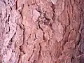 قشور جذوع شجرة الصنوبر الحلبي