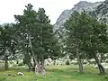 صنوبر موغو الورقية . uninata
