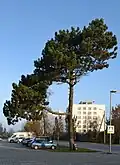 شجرة Pinus nigra المزروعة في كايلّا