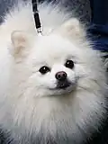 كلب بوميراني أبيض.