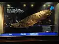 سمكة محنطة Arapaima من نهر الأمازون