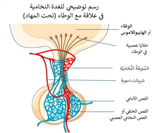 رسم توضيحي للغدة النخامية  في علاقة مع الوطاء (تحت المهاد)