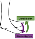 انثناء ظهراني (أو ثني خلفي) (dorsiflexion).- ثني اخمصي (plantar flexion).