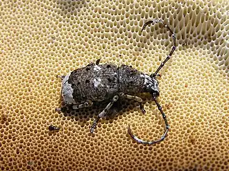 بالتيستوموس البينوس (Platystomos albinus)