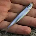 سمكة آيو صغيرة